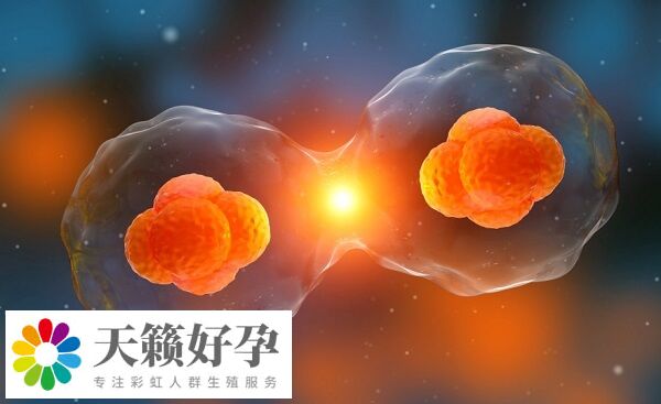 試管嬰兒成功率受卵子質(zhì)量影響