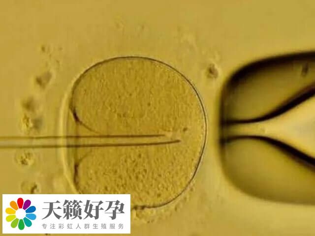 母體健康影響胚胎發育