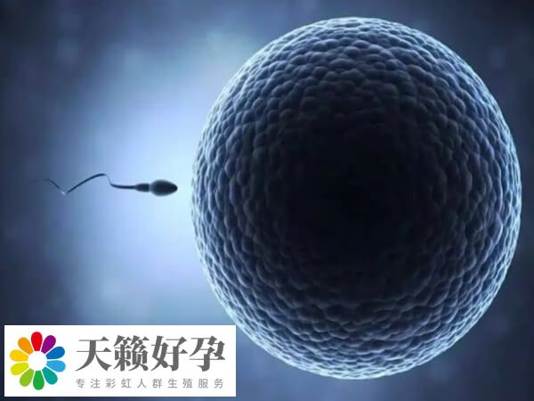 取卵取精后就可以進(jìn)行體外受精