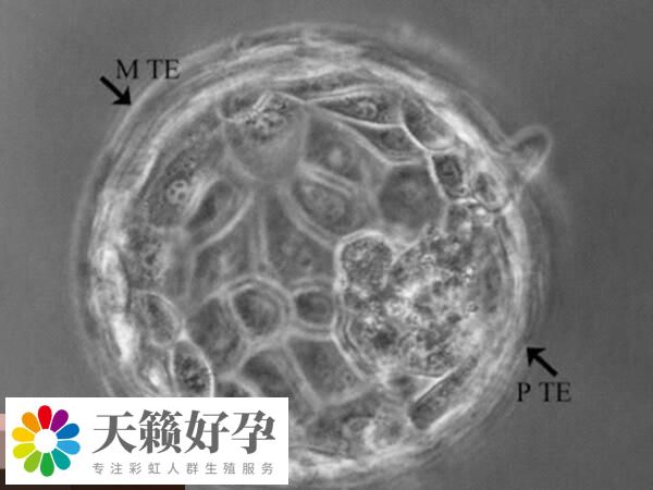 囊胚和子宮內膜的發育周期更加同步