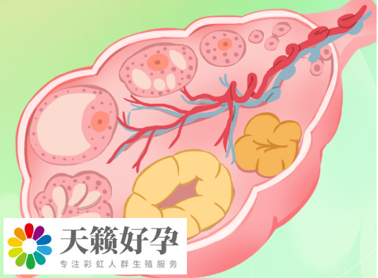 促排能連續(xù)促排3次以上