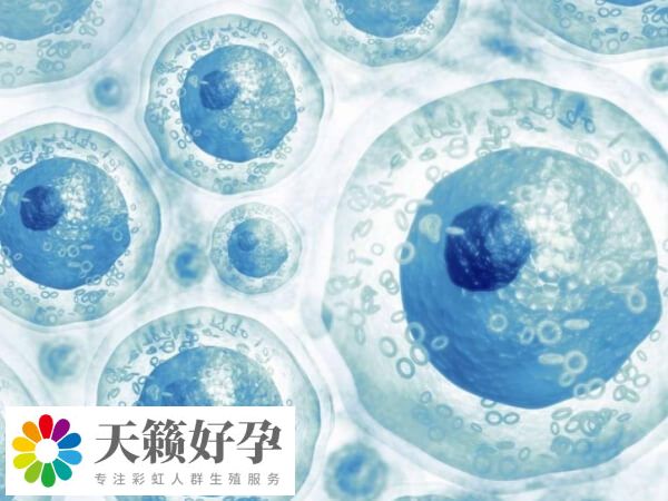 試管移植的胚胎數目是能夠選擇