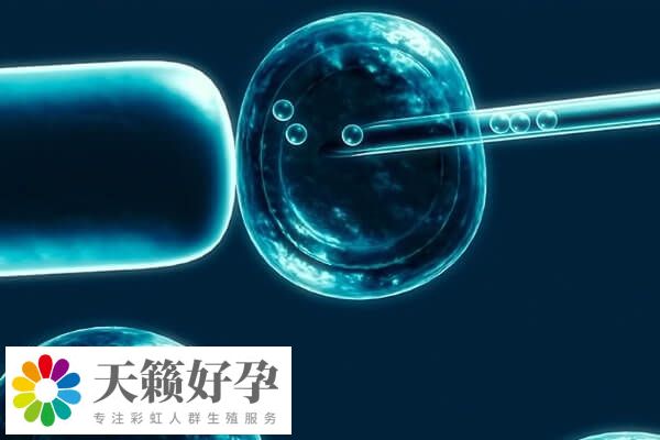 移植后的胚胎是呈現為游離的狀態的
