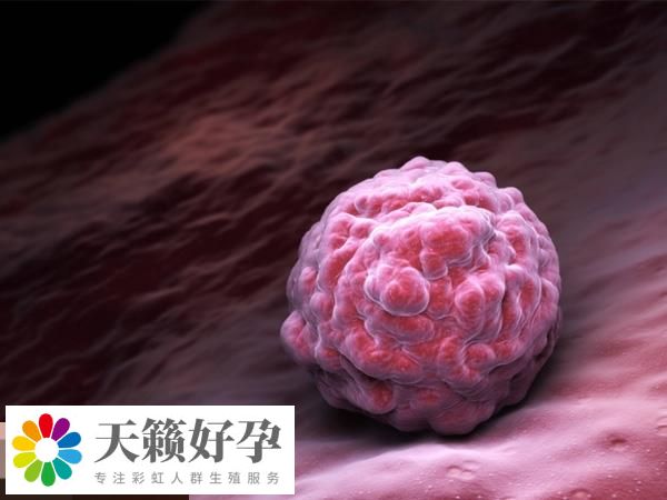 囊胚移植對子宮內膜有要求！過厚過薄都不利于著床