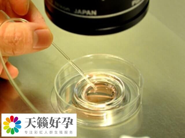 3號和7號染色體平衡易位嚴重，做試管嬰兒養囊會更少嗎？